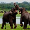 Minneriya National Park